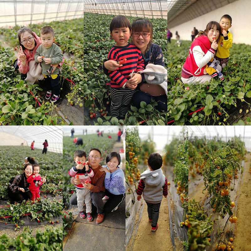 2018年3月三八接草莓采摘.jpg 2018年3月三八接草莓采摘.jpg